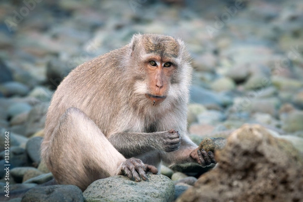 Fototapeta Portrait of an adult crab-eating macaque (Macaca fascicularis), on a pebble beach, searching for crabs