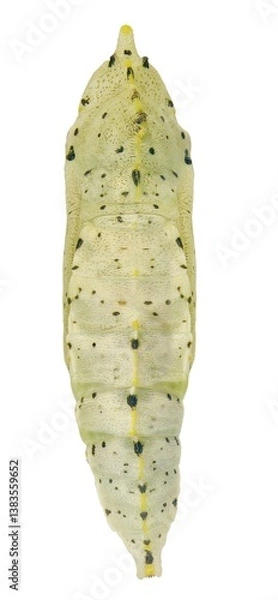 Fototapeta Cabbage butterfly, Pieris brassicae (Lepidoptera: Pieridae), also called large white, cabbage white, cabbage moth or large cabbage white. Pupa. Dorsal view. Isolated on a white background