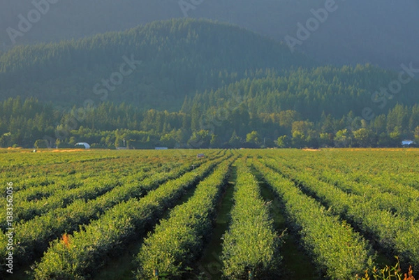 Obraz Rows of blueberries on an agricultural plantation. British Columbia. Canada