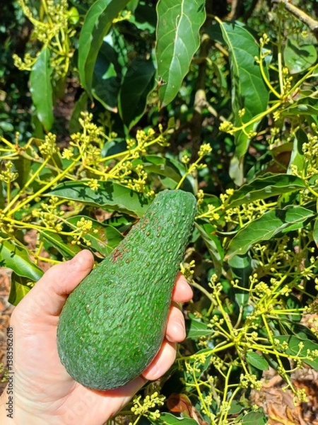 Fototapeta Avocado ripe fruit in the farmer hand above the avocado flowering tree in agricultural plantation 
