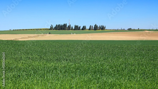 Fototapeta Green field of ripening wheat. Cereal crops growing. Countryside. Spring sunny farmers landscape