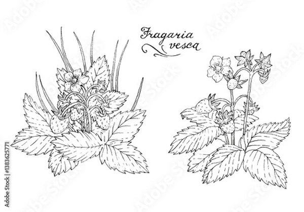 Fototapeta Botanical illustration with a capillary pen. A set of two isolated images of wild strawberry (Lat. Fragaria vesca) on a white background.