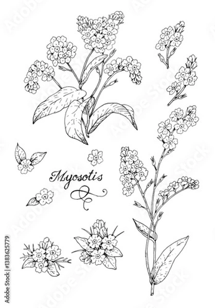 Fototapeta Botanical illustration with a capillary pen. A set of isolated images of Forget-me-not (Lat. Myosotis) flower elements on a white background.