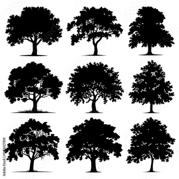 Fototapeta Beech Tree Silhouette Vector Bundle Black and White Beech Tree Clipart EPS Illustration