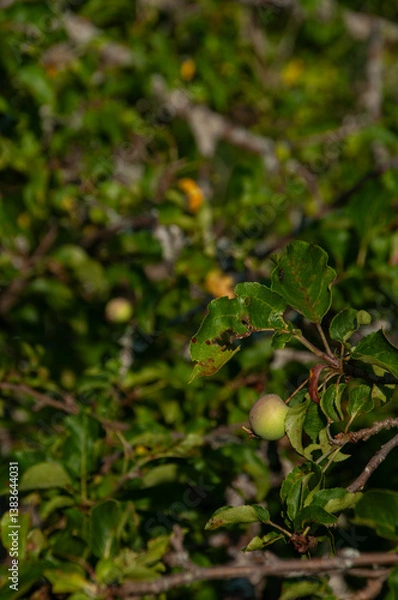 Fototapeta A close-up of green apples starting to ripen on a tree branch surrounded by lush leaves. Captured under natural sunlight, the scene depicts growth, nature, and the vibrant outdoors.
