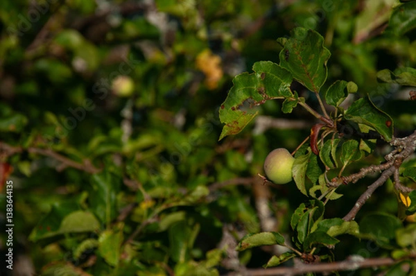 Fototapeta A close-up of green apples starting to ripen on a tree branch surrounded by lush leaves. Captured under natural sunlight, the scene depicts growth, nature, and the vibrant outdoors.