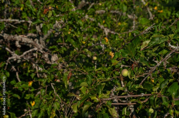 Fototapeta A close-up of green apples starting to ripen on a tree branch surrounded by lush leaves. Captured under natural sunlight, the scene depicts growth, nature, and the vibrant outdoors.