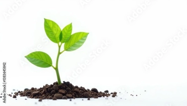 Fototapeta Young tree sprout, stark white backdrop, vibrant green leaves , tree sprout, macro