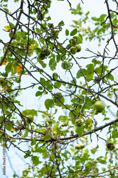 Fototapeta A close-up of green apples starting to ripen on a tree branch surrounded by lush leaves. Captured under natural sunlight, showcasing the beauty of seasonal fruits amidst a lush foliage backdrop.