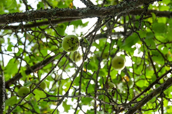 Fototapeta A close-up of green apples starting to ripen on a tree branch surrounded by lush leaves. Captured under natural sunlight, showcasing the beauty of seasonal fruits amidst a lush foliage backdrop.