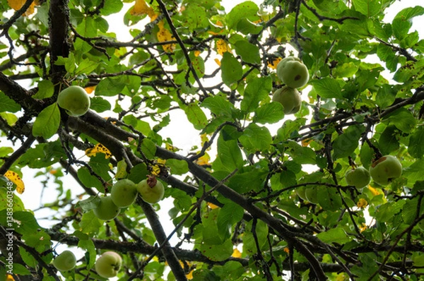 Fototapeta A close-up of green apples starting to ripen on a tree branch surrounded by lush leaves. Captured under natural sunlight, showcasing the beauty of seasonal fruits amidst a lush foliage backdrop.