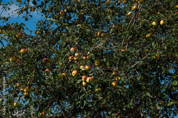 Fototapeta Lush apple tree covered with ripe and colorful apples against a vibrant blue sky in summer. Perfect representation of harvest season, nature's abundance, and the beauty of gardening.