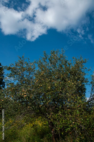 Fototapeta Lush apple tree covered with ripe and colorful apples against a vibrant blue sky in summer. Perfect representation of harvest season, nature's abundance, and the beauty of gardening.