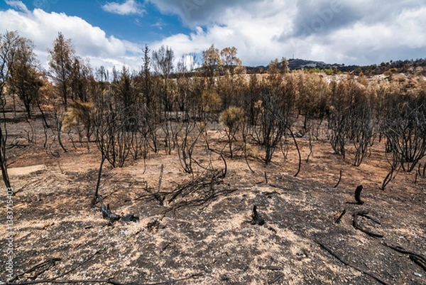 Obraz Charred Forest Landscape After Penteli Fire