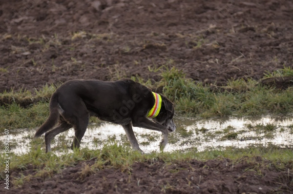 Obraz Jagdhund steht vor