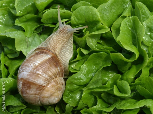 Obraz escargot et salade