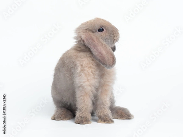Fototapeta Grey cute holland lop rabbit standing isolated on white background. Lovely action of holland lop rabbit.