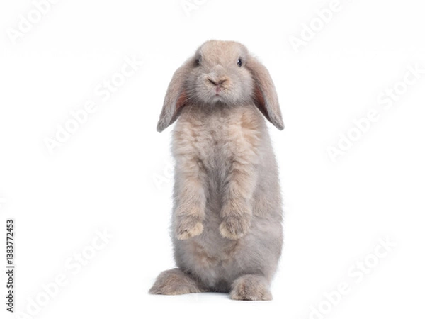 Fototapeta Grey cute holland lop rabbit standing isolated on white background. Lovely action of holland lop rabbit.