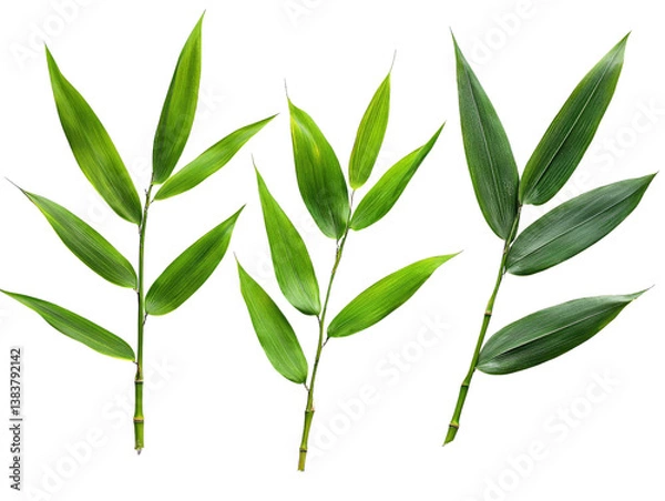 Fototapeta A set of vibrant bamboo leaves in different lengths, isolated on transparent background, PNG file.