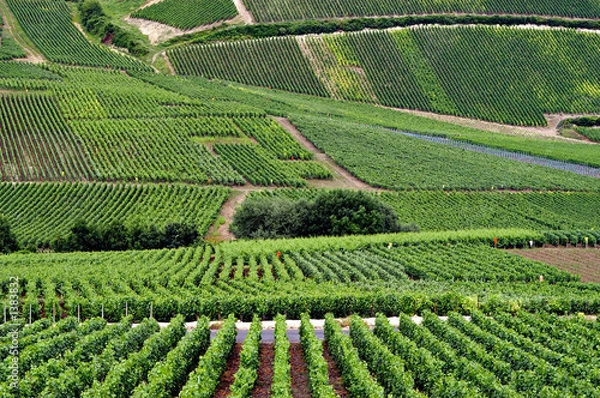 Fototapeta rows of grape vines in french vinyard