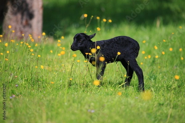 Obraz Heidschnucken-Lamm