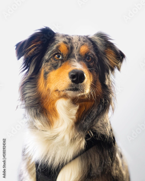 Obraz Australian sheep dog studio portrait on white. 
