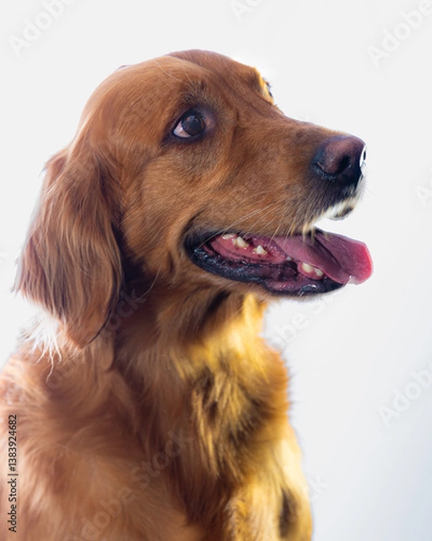 Obraz Golden retriever dog studio portrait on white. 