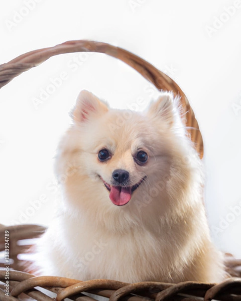 Obraz Pomeranian dog in a basket, studio portrait on white background.