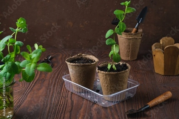 Fototapeta Mint stems with roots planted in peat pots with soil on a brown wooden background. Reproduction of plants by rooting in water.