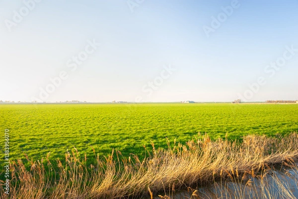 Obraz Wide open and green dutch countryside with distant farm and some trees at the horizon near Gouda in the western part of The Netherlands.