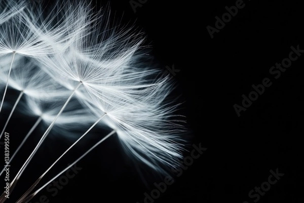 Fototapeta Close-up of delicate dandelion seed heads against a transparent background, showcasing their intricate detail and ethereal beauty.
