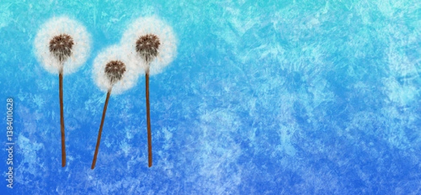 Obraz Wallpaper of dandelions on Blue textured background