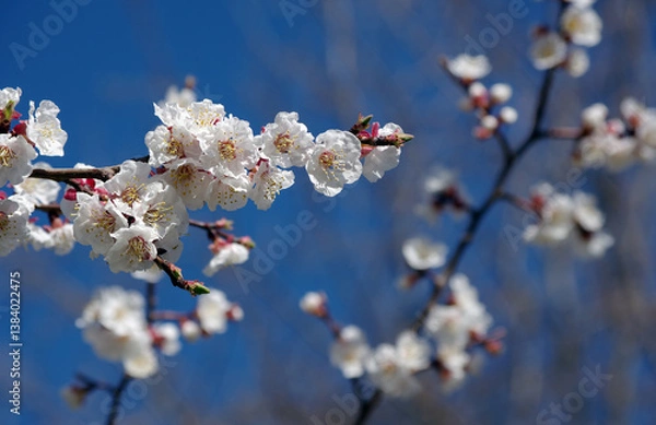 Fototapeta blooming apricot. branch of blooming apricot on a background of blue sky