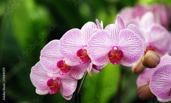 Obraz Seria kwiatów Phalaenopsis Orchid