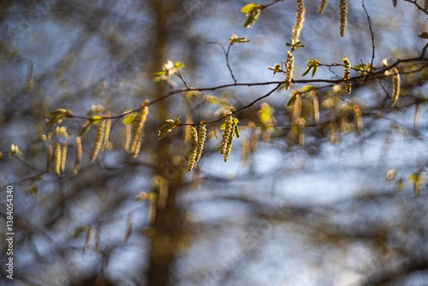 Fototapeta Fresh spring tree branches.