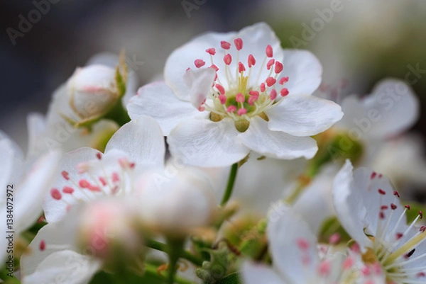 Fototapeta pear blossom