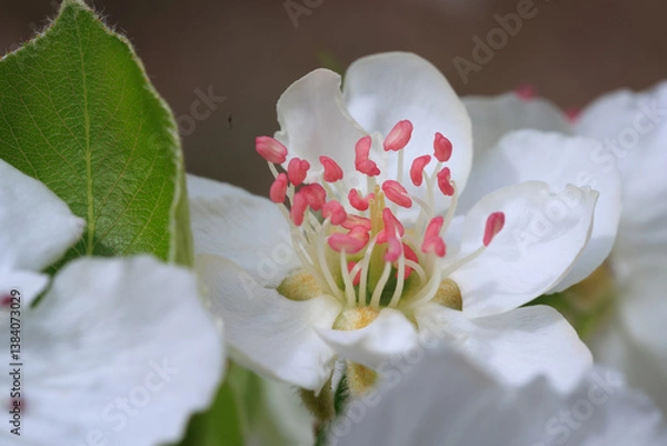 Fototapeta pear blossom