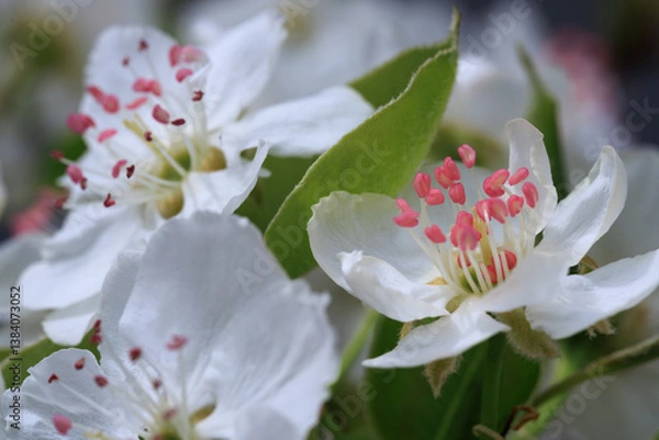Fototapeta pear blossom
