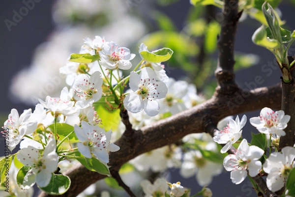 Fototapeta pear blossom
