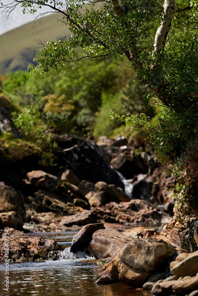 Fototapeta sumer, mauntain small stream surrounded by trees