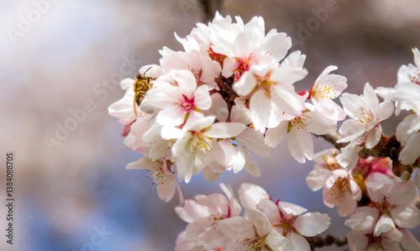 Obraz A bee on the cherry blossom pollinating the tree