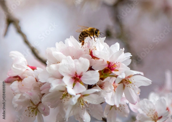 Obraz A bee on the cherry blossom pollinating the tree