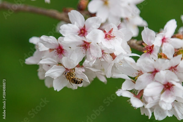 Obraz A bee on the cherry blossom pollinating the tree