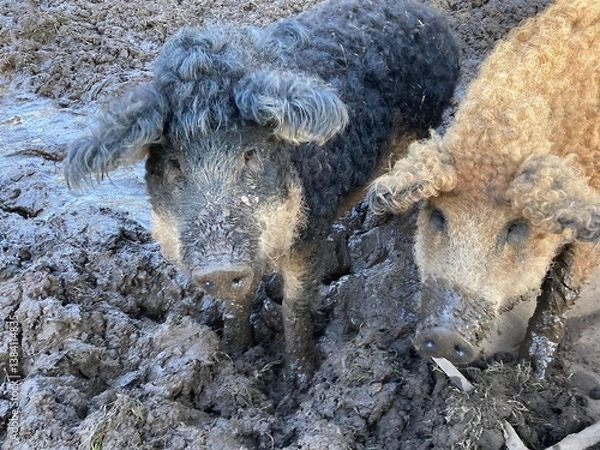 Fototapeta 2 funny pigs outside in the mud