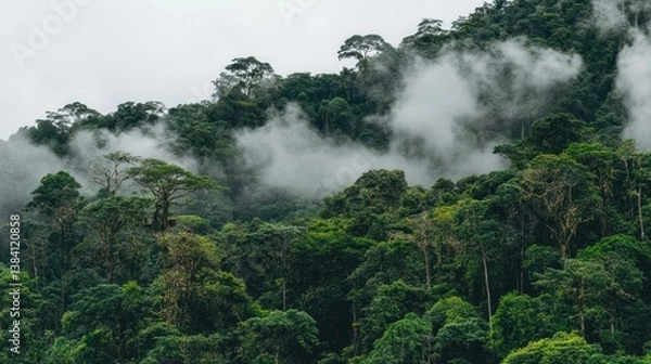 Obraz Lush, misty rainforest landscape