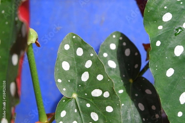 Obraz Macro Shot of polka dot begonia Leaves Against a Vibrant Blue Background
