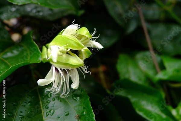 Obraz Close-Up of a Passion flower Bud Amidst Green Foliage