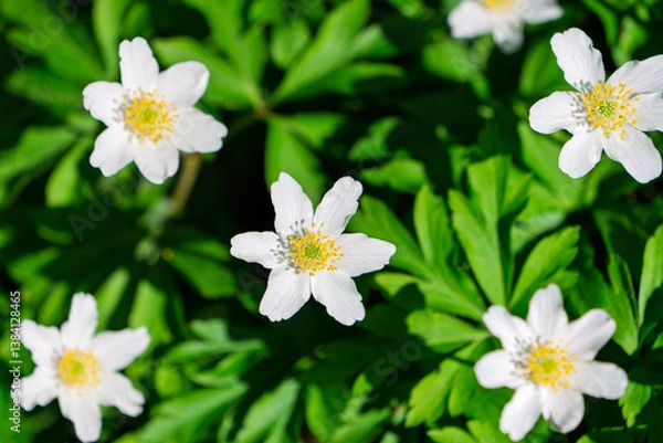 Fototapeta Buschwindröschen
