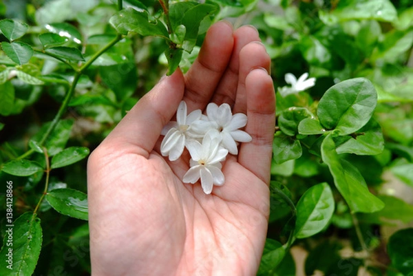Obraz Elegant jasmine flowers gently resting on a hand, with lush green leaves in the background.