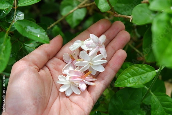 Obraz Elegant jasmine flowers gently resting on a hand, with lush green leaves in the background.